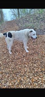 Alabai centraal Aziatische herder te koop reu 2 jaar, Dieren en Toebehoren, Particulier, Reu, Buitenland, Parvo