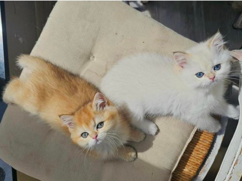 Britse Korthaar Katten, Meerdere dieren