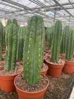 Cactus Tricocereus Pachanoi (San Pedro) 17cm pot 55-65 hoog, Ophalen of Verzenden, Minder dan 100 cm, Bloeiende kamerplant, Volle zon