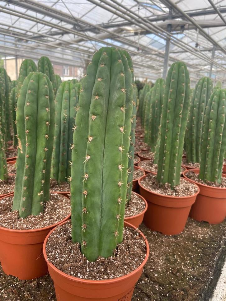 Cactus Tricocereus Pachanoi (San Pedro) 17cm pot 55-65 hoog, Huis en Inrichting, Kamerplanten, Cactus, Minder dan 100 cm, Bloeiende kamerplant