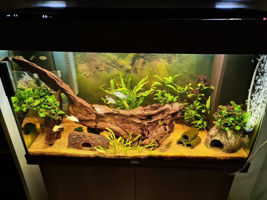 Diamantzalmen,  japonica garnalen, corydorassen ., Dieren en Toebehoren, Vissen | Aquariumvissen, Vis, Zoetwatervis, Schoolvis