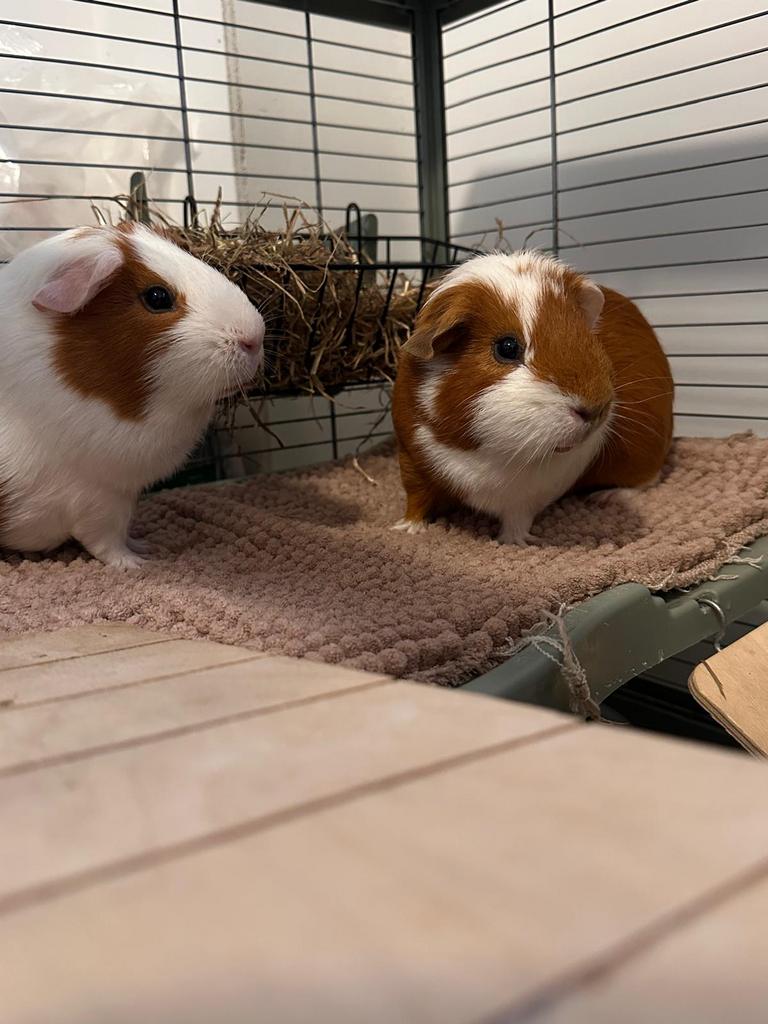 2 Cavia’s, Cavia, Februari, Mannelijk, Tam