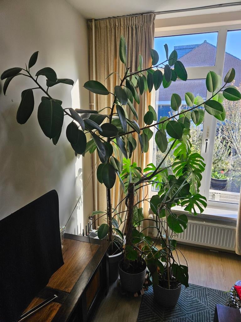 Gratis kamerplanten (Ik reageer tussen: 27 april t/m 3 mei ), Huis en Inrichting, Kamerplanten, Ophalen, Halfschaduw