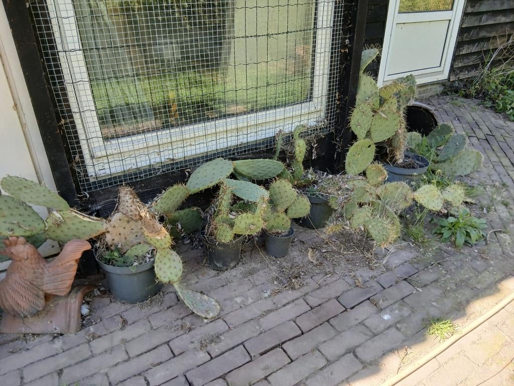 Winterharde cacussen, Ophalen of Verzenden, Overige soorten, Volle zon