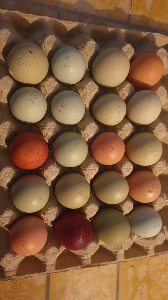 Broedeieren, diverse kruisingen, €0,75 ps bevruchte eieren, Dieren en Toebehoren, Pluimvee, Geslacht onbekend, Kip