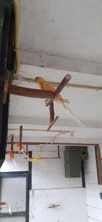 te koop gevraagd roodrug pop, Vrouwelijk, Parkiet