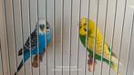 Koppel grasparkiet***NIET TAM***€12,50,, Meerdere dieren, Parkiet