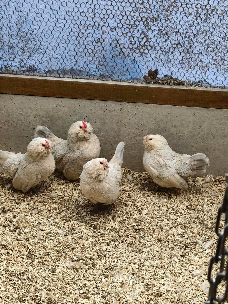 Isabel porselein Antwerpse baardkrielen., Dieren en Toebehoren, Meerdere dieren, Kip