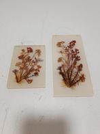 Droogbloemen schilderijtjes vintage., Ophalen of Verzenden