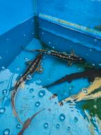 Diamant steuren 60-70 desgewenst bezorgd aan huis, Steur