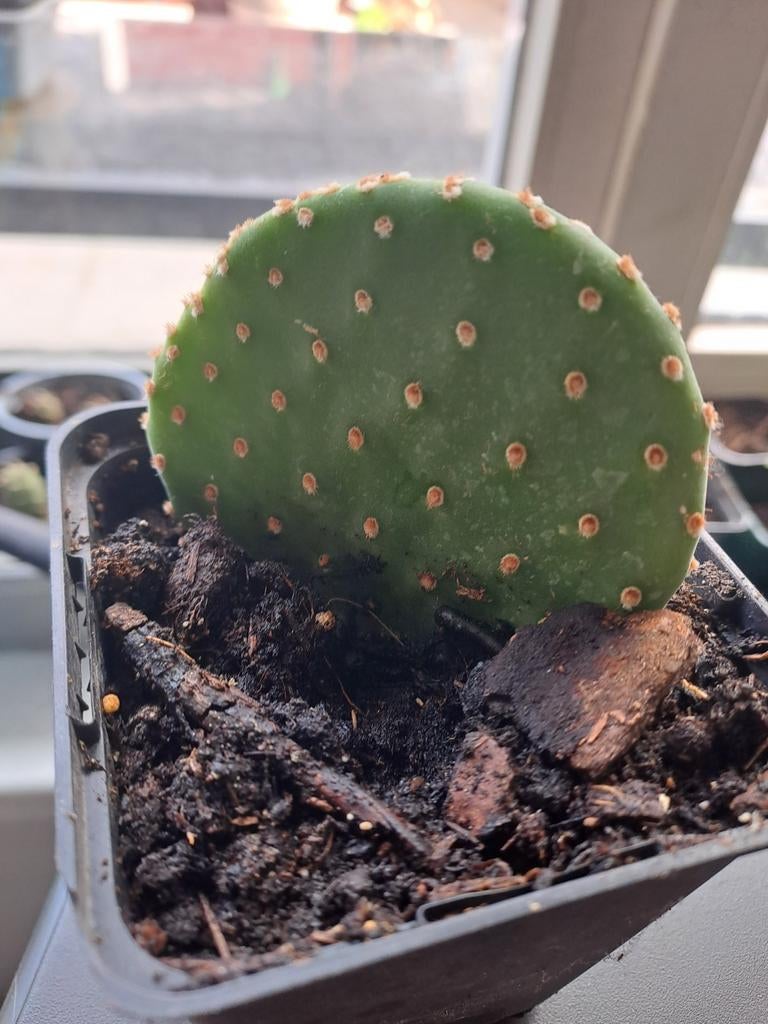 Schijfcactus opuntia malena, Ophalen, Halfschaduw, Minder dan 100 cm