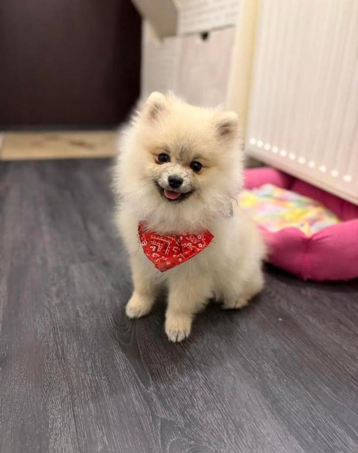 Lieve speelse pomeriaan Pup zoekt een nieuwe huis, Dieren en Toebehoren, Honden | Poolhonden, Keeshonden en Oertypen, Reu, Overige rassen