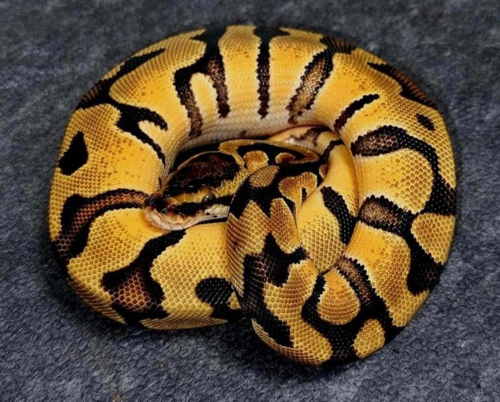 0.1 Enchi Pastel het.., Dieren en Toebehoren, Slang, 0 tot 2 jaar