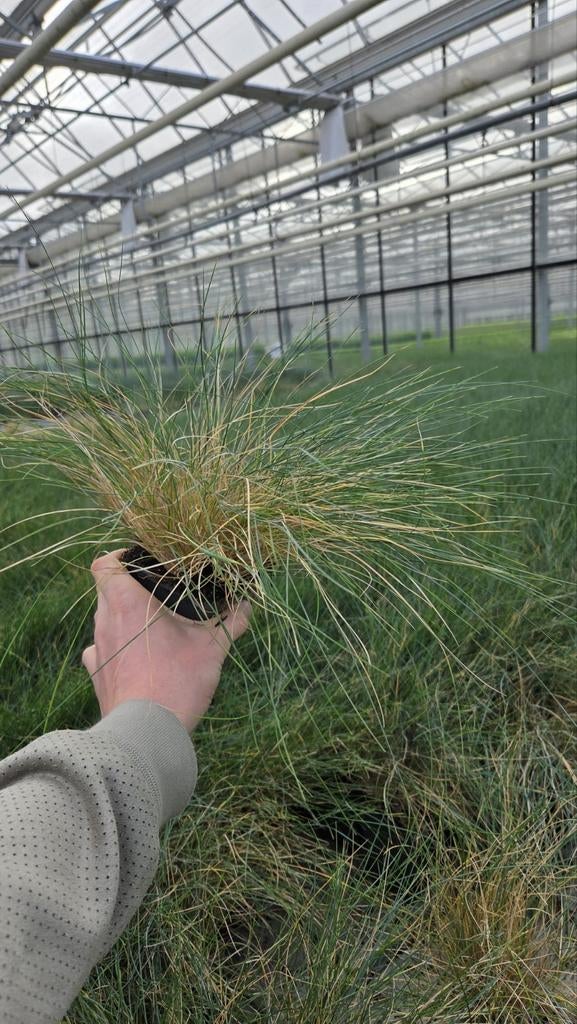 Restpartij Festuca Eljiah Blue siergras - spotgoedkoop, Tuin en Terras, Planten | Tuinplanten, Ophalen of Verzenden, Overige soorten