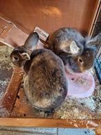 Konijnen, Meerdere dieren, Dwerg