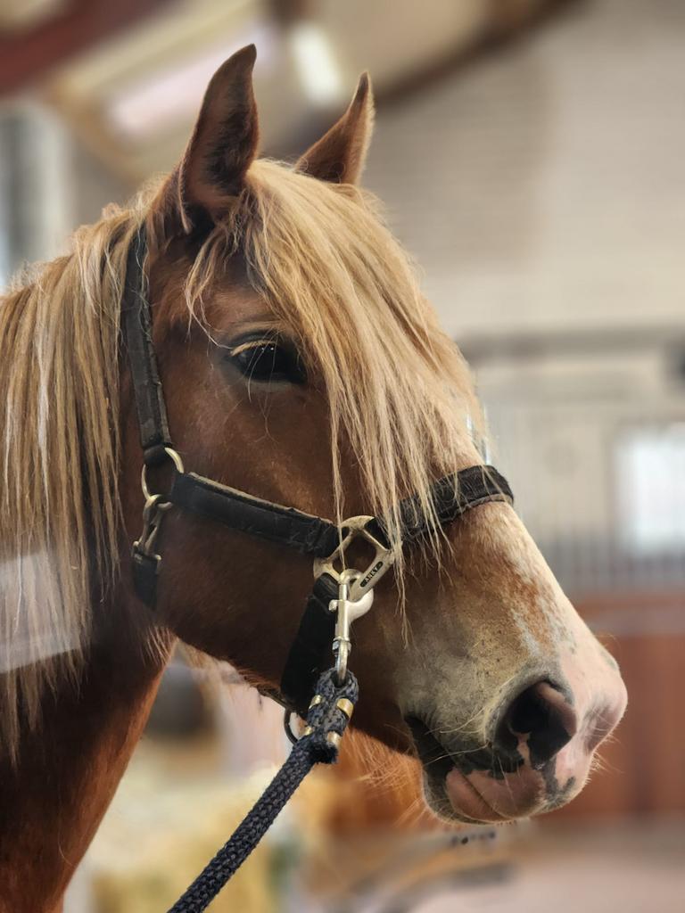 In prijs verlaagd pony’s te koop, Dieren en Toebehoren, Pony's, Merrie, 3 tot 6 jaar