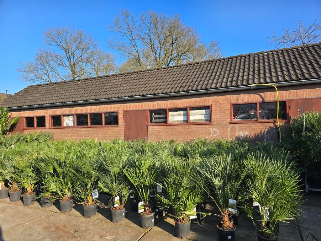 Palmbomen aktie €30 2 voor €55, Tickets en Kaartjes, Eén persoon, Ticket of Toegangskaart