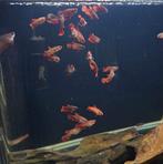 Baby betta vissen, Dieren en Toebehoren, Vis