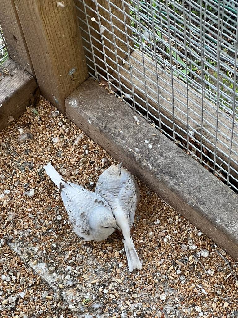 Koppel jonge duamand duifjes, Meerdere dieren, Overige soorten