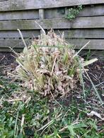 Pampusgras gratis, Ophalen, Vaste plant, Overige soorten, Volle zon