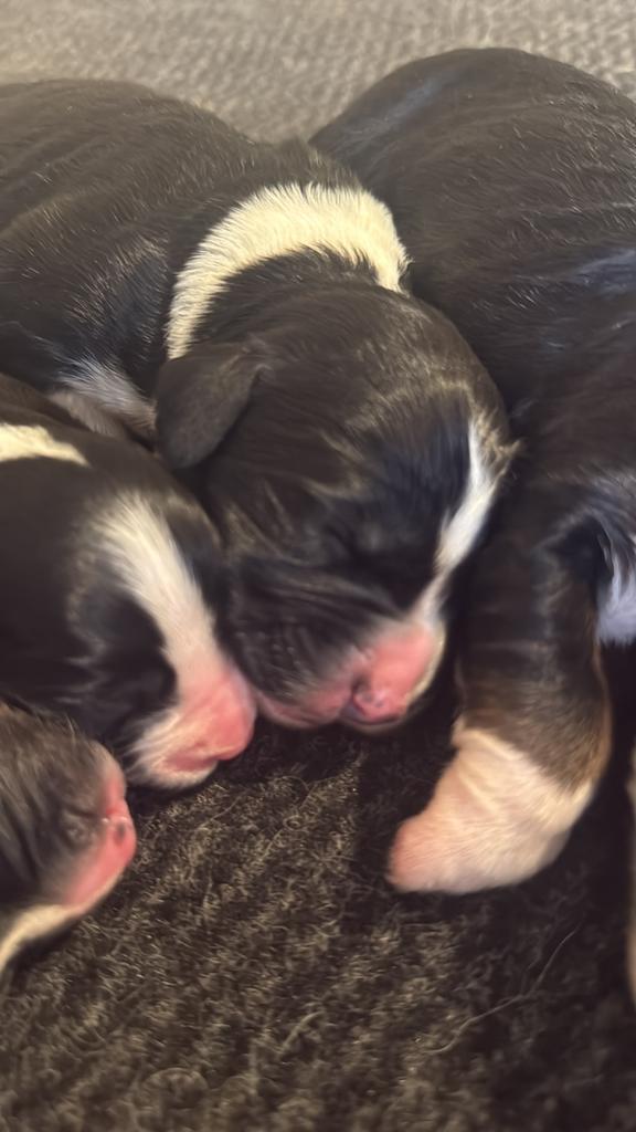 Ze zijn er !! Berner  sennen kruising pups, 8 tot 15 weken, Geslacht onbekend, Groot, Meerdere