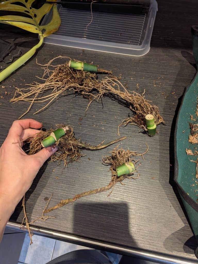 Monstera Esqueleto stekken met wortels, Huis en Inrichting, Kamerplanten, Ophalen of Verzenden