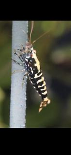 Galaxy Fishbone black zwart wit garnalen, Kreeft, Krab of Garnaal