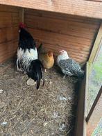 2 Krielkippen + haan, Vrouwelijk, Kip