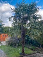 Grote Winterharde Palmboom - Trachycarpus Fortunei, Tuin en Terras, Planten | Tuinplanten, Overige soorten, Volle zon, Vaste plant