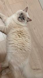 Ragdoll Kater zoekt nieuw huisje, Kater, Langharig, 0 tot 2 jaar