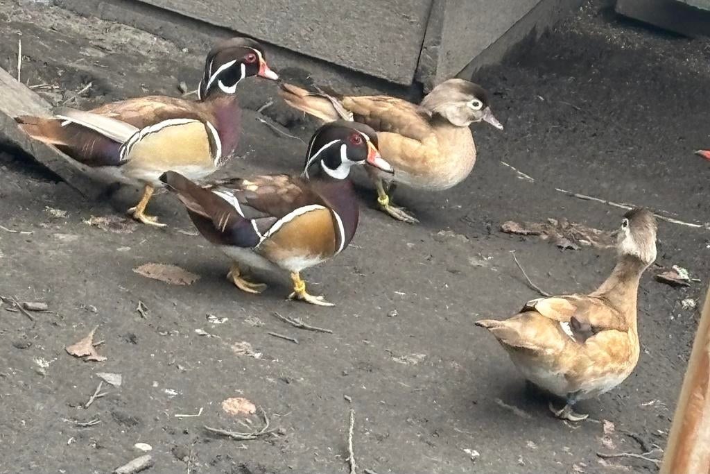 Te koop koppel blonde carolina eenden, Dieren en Toebehoren, Pluimvee, Meerdere dieren, Eend