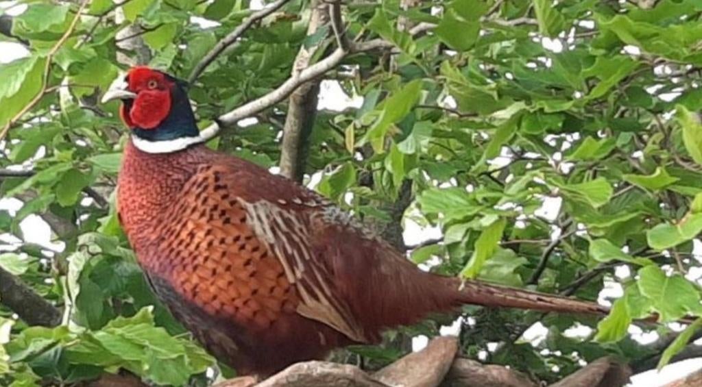 Broedeieren bosfazant, Geslacht onbekend, Overige soorten