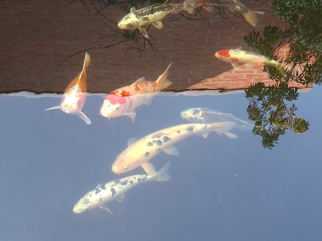 Koi Karpers, Dieren en Toebehoren, Karper of Koi