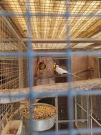 Princes van wales parkieten, Meerdere dieren, Parkiet