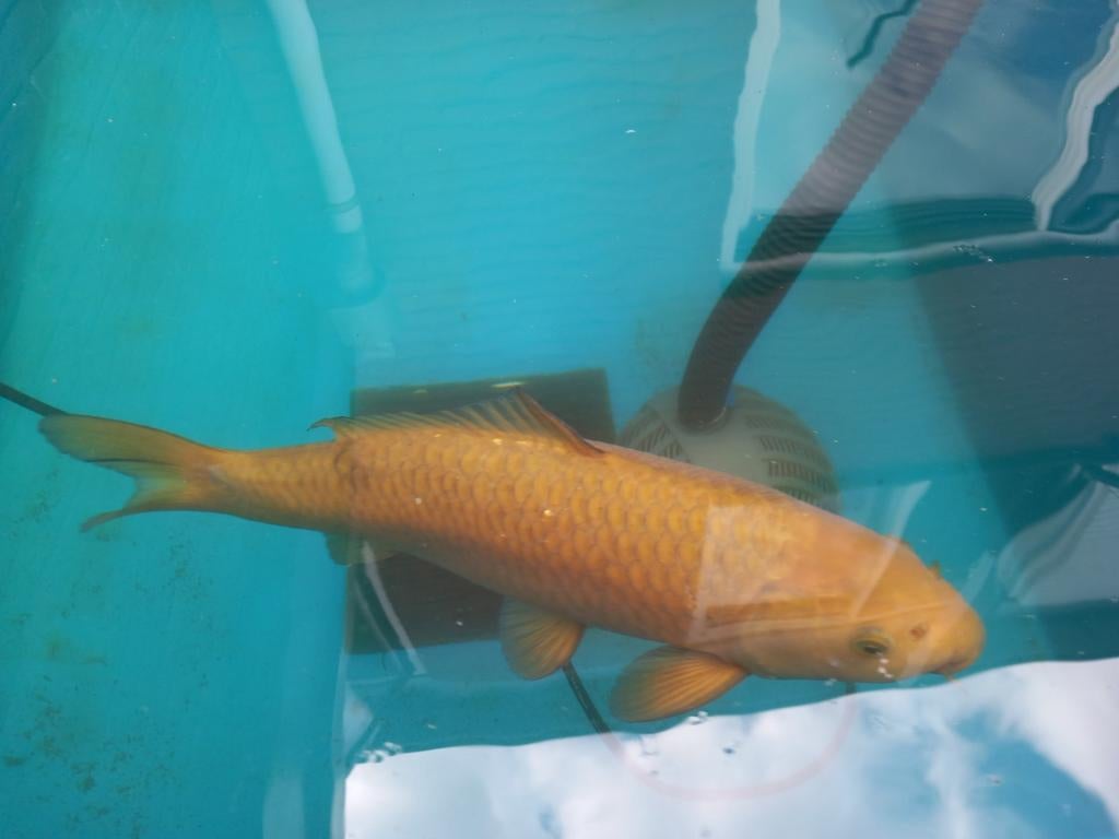 Koi karper, Dieren en Toebehoren, Vissen | Vijvervissen, Karper of Koi