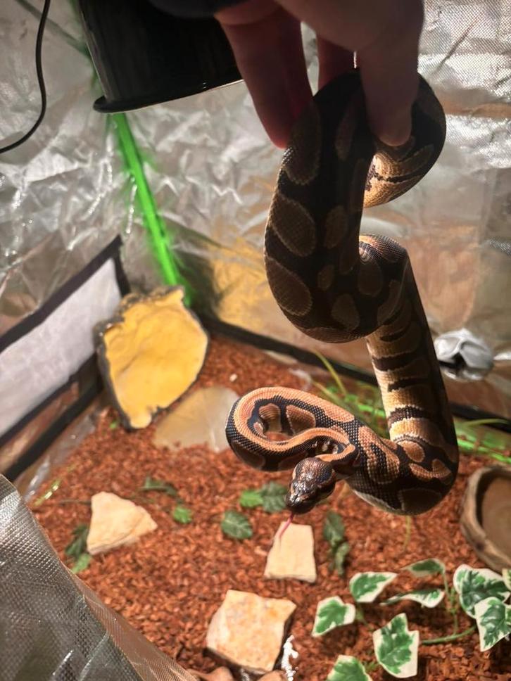 MOET WEG!!! Koningspython MOET WEG!!! Ball Python - male for sale from Richard