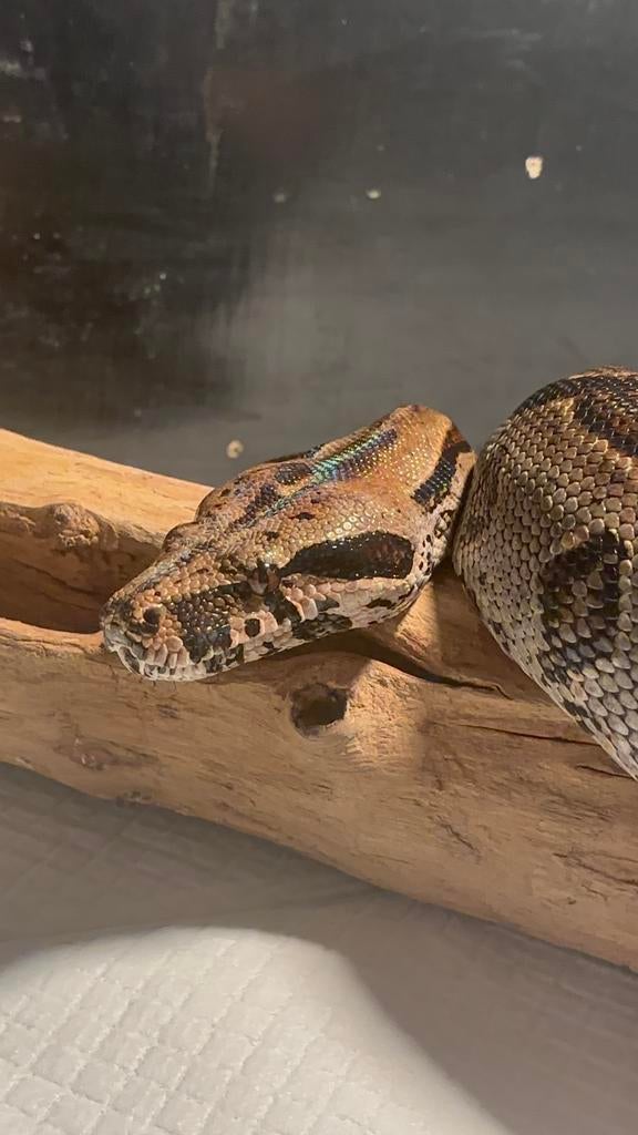 0.1 Boa Imperator sonora 2018 Boa Constrictor - female for sale from ErasmusExotics
