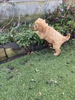 Labradoodles Australian, Parvo, 8 tot 15 weken, Labrador retriever, Meerdere