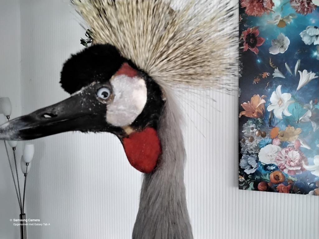 Taxidermie, Dieren en Toebehoren