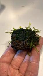 Aquarium plant 2 soorten mos op lavasteentje, Dieren en Toebehoren, Ophalen of Verzenden, Zo goed als nieuw, Plant(en), Steen of Hout