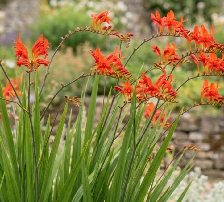 Montbretia oranje bloem, Tuin en Terras, Planten | Tuinplanten, Vaste plant, Overige soorten, Volle zon, Zomer, Ophalen