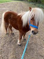 D pony merrie MINI FRIES en shetlander, Dieren en Toebehoren, Merrie