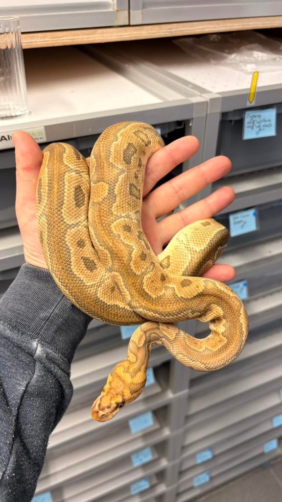 1.0 special clown ball python, Dieren en Toebehoren, Reptielen en Amfibieën, Slang, 3 tot 6 jaar