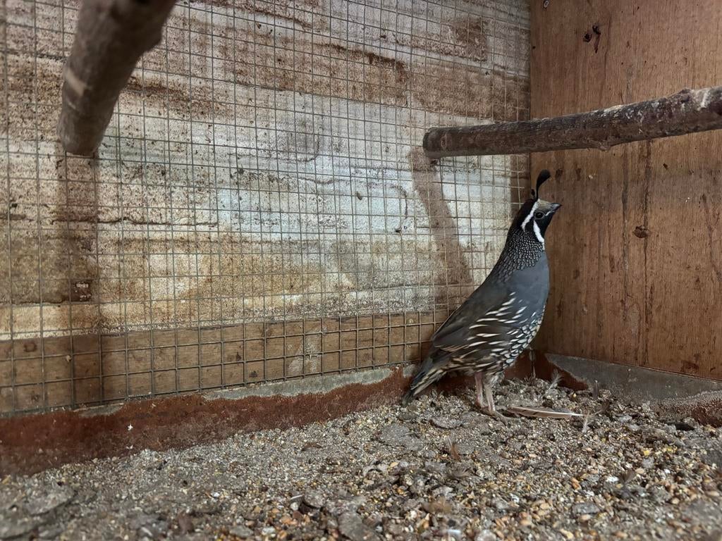 Kuifkwartel haan, Dieren en Toebehoren, Mannelijk