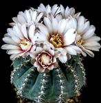 cactus - Gymnocalycium quehlianum var. kleinianum, Ophalen of Verzenden, Cactus, Volle zon, Minder dan 100 cm