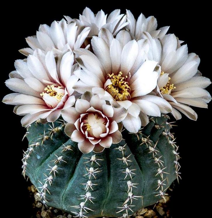 cactus - Gymnocalycium quehlianum var. kleinianum, Huis en Inrichting, Kamerplanten, Cactus, Minder dan 100 cm, Volle zon, Ophalen of Verzenden