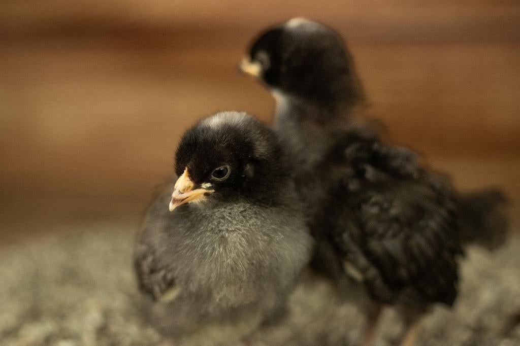 Noord Hollands Blauwe groot kippen kuikens | Gesekst/Ingeënt, Vrouwelijk, Kip
