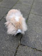 Lief mannetjes konijn 6 weken oud, Dieren en Toebehoren, Konijnen, Mannelijk, Dwerg