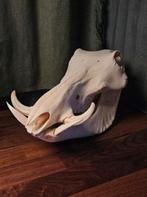 Prachtige wrattenzwijn / knobbelzwijn schedel, Verzamelen, Ophalen of Verzenden, Wild dier, Schedel