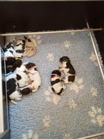 Prachtige en gezonde Friese Stabij puppies pup puppy, Dieren en Toebehoren, Parvo, Overige rassen, 8 tot 15 weken, Meerdere